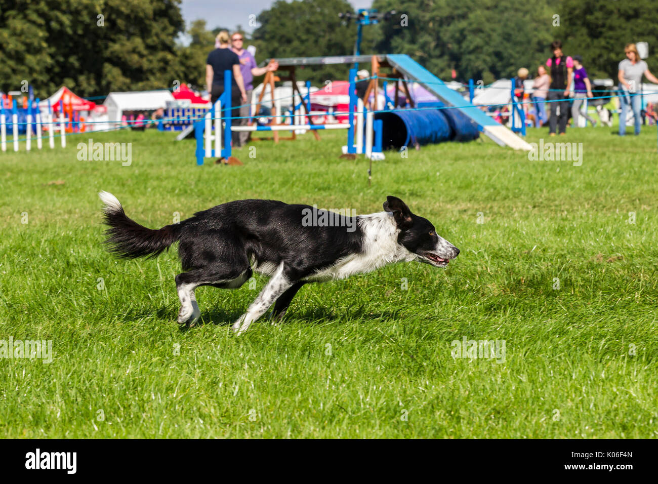 Rockingham, Northamptonshire, U.K. Kennel Club International. Dog Agility Festival. Smooth Collie. Stock Photo
