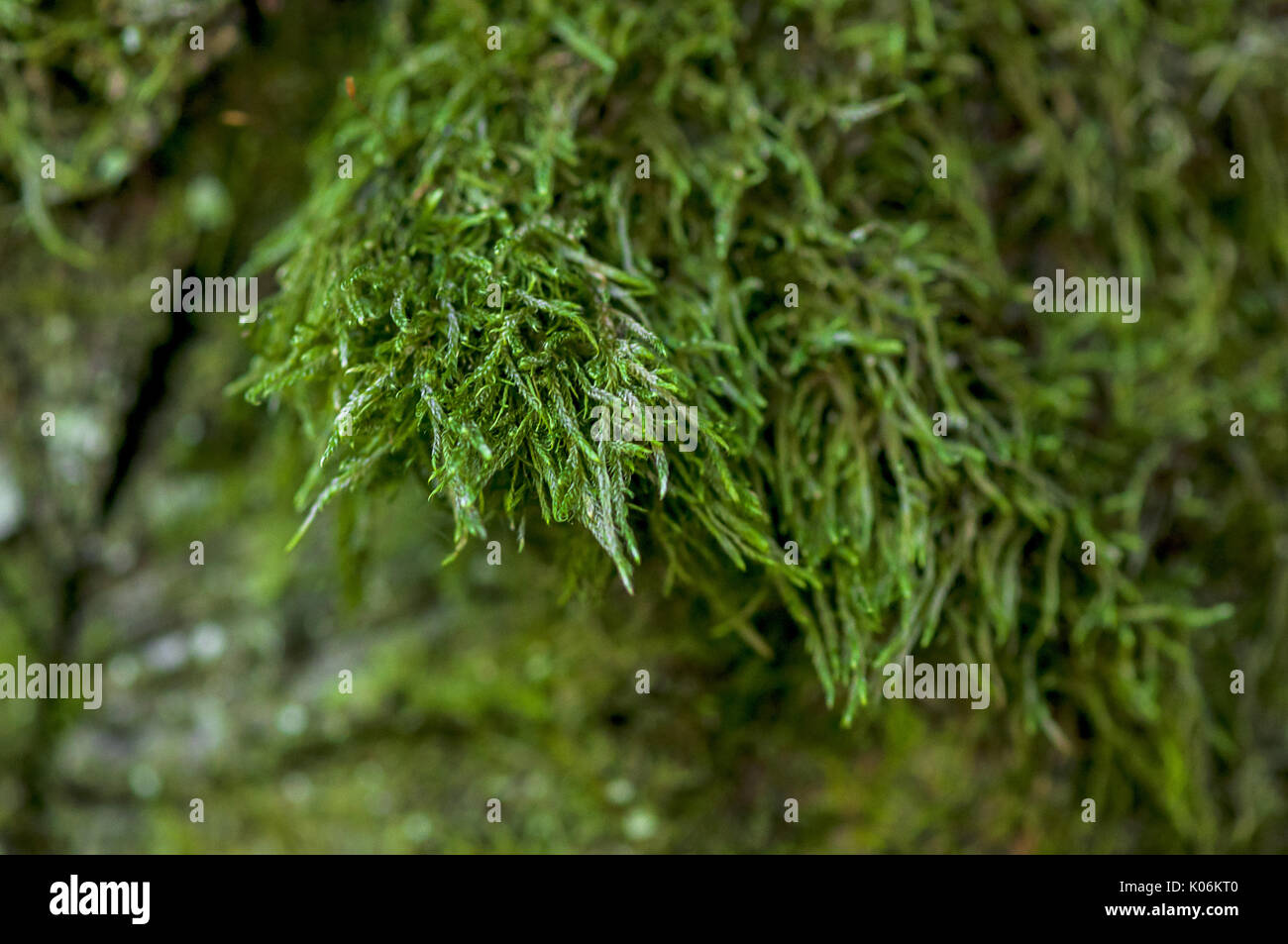 Tree moss close up hi-res stock photography and images - Alamy