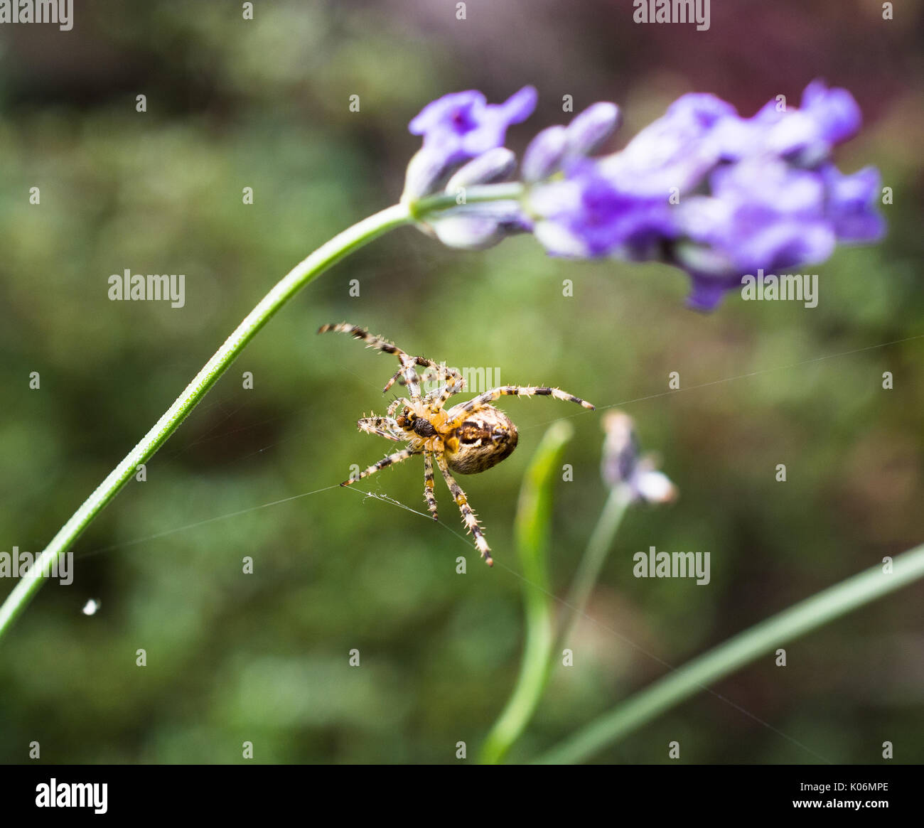 Close up of a spider making a web Stock Photo
