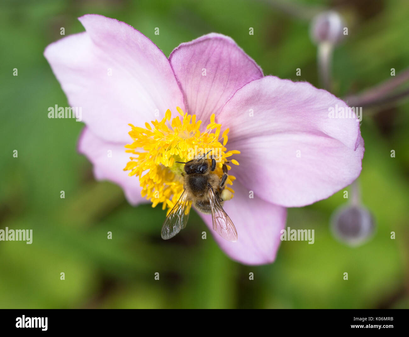 Bee collecting pollen from a pink anemone Stock Photo