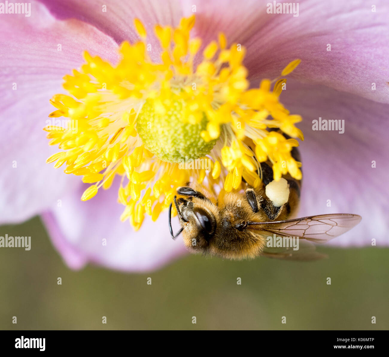 Bee collecting pollen from a pink anemone Stock Photo
