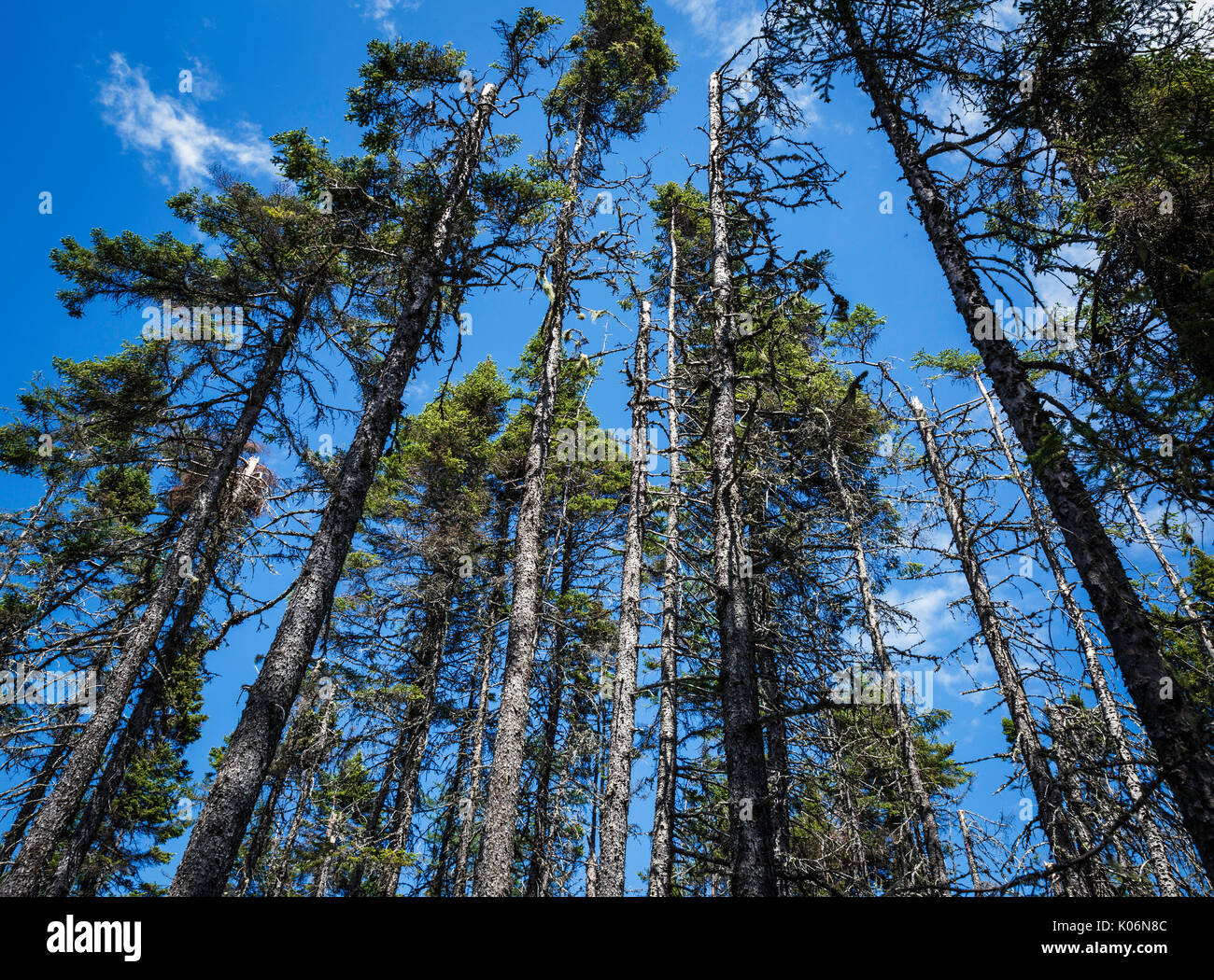 Canada pine trees hires stock photography and images Alamy