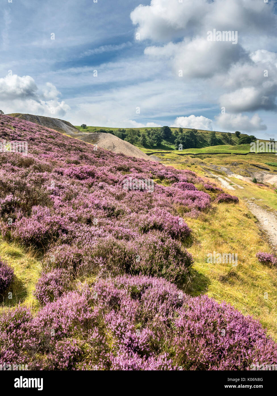 Heather in Bloom and Old Spoil Heaps at Prosperous Mine near Greenhow Pateley Bridge Nidderdale AONB Yorkshire England Stock Photo