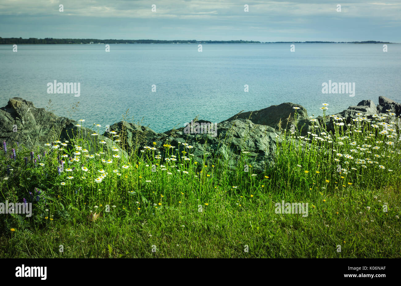 Peaceful landscape of wild flowers along a rocky shoreline of New