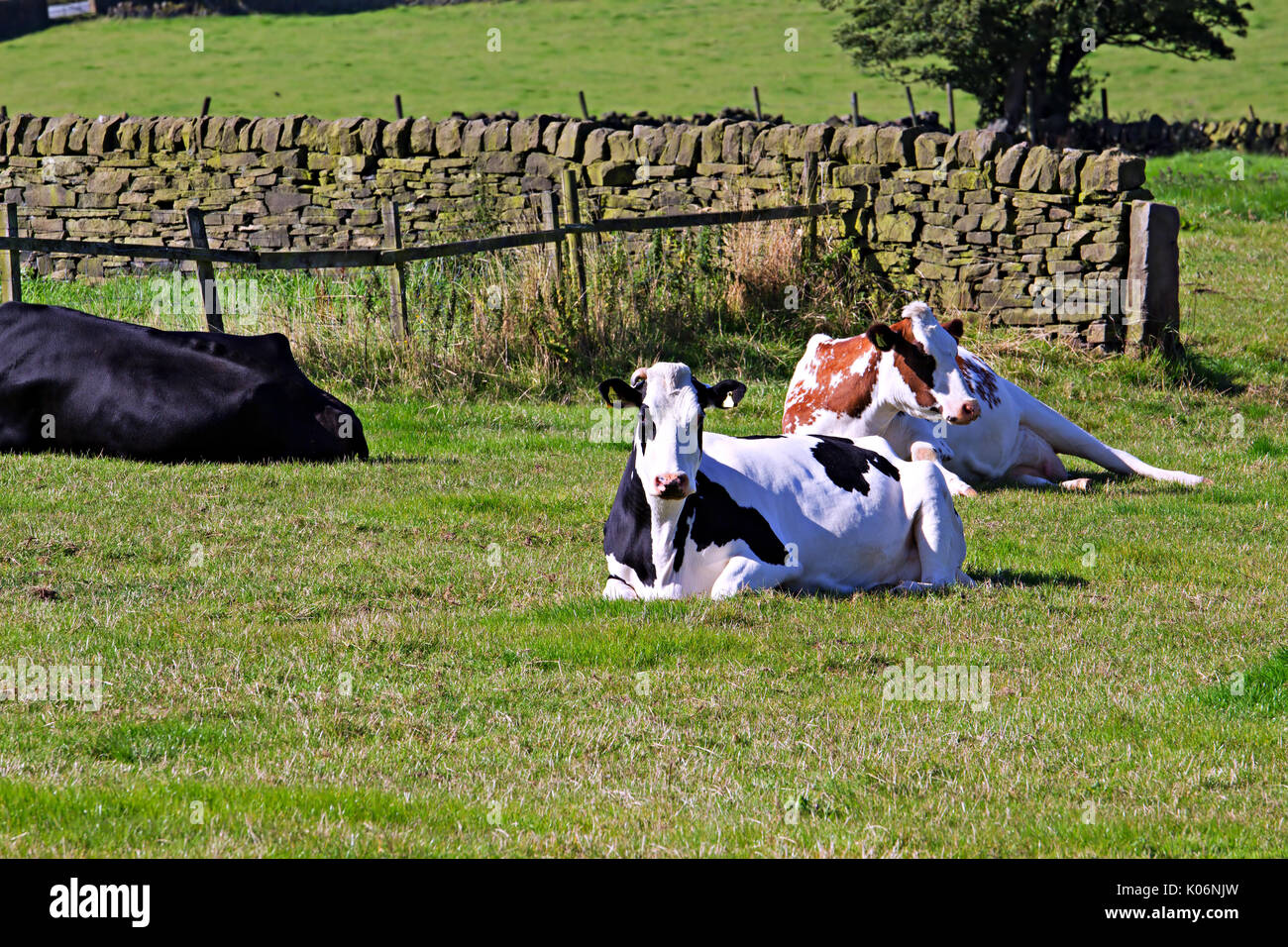 Laying Cows High Resolution Stock Photography and Images - Alamy