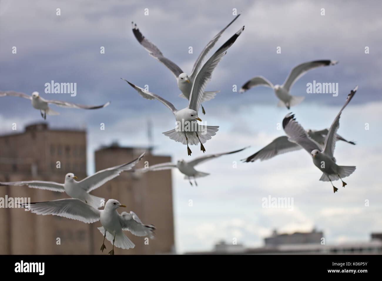 Common seagulls (larus canus) in flight, only central bird in focus Stock Photo