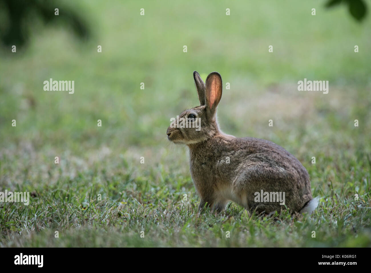 Rabbit. Oryctolagus cuniculus Stock Photo