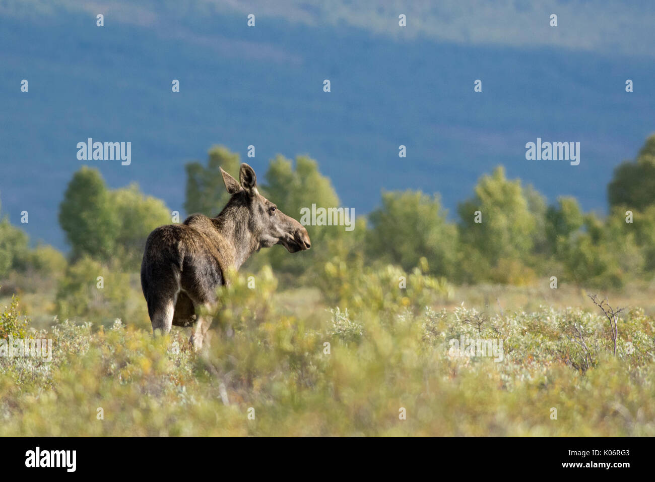 moose. Alces alces. Stock Photo