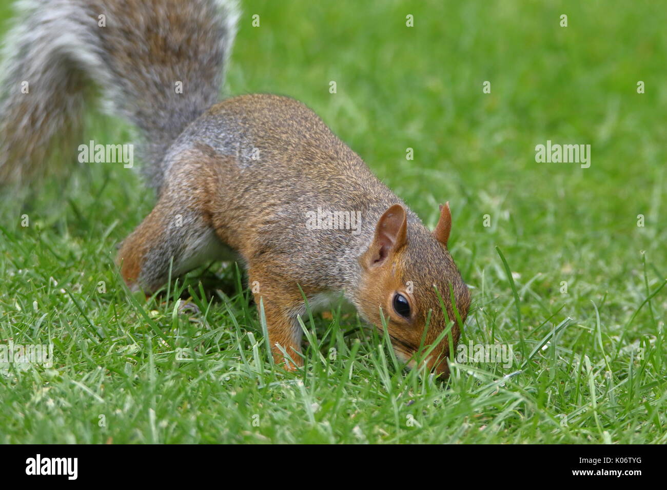 https://c8.alamy.com/comp/K06TYG/grey-squirrel-sciurus-carolinensis-foraging-in-the-grass-uk-K06TYG.jpg