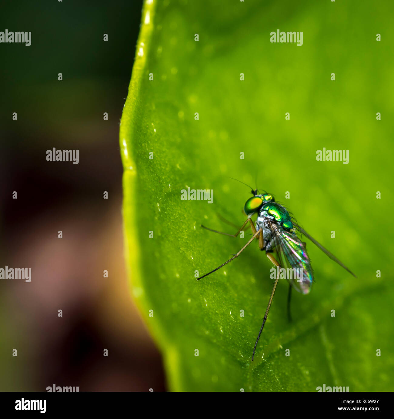 Long-Legged fly resting on a green tree leaf Stock Photo