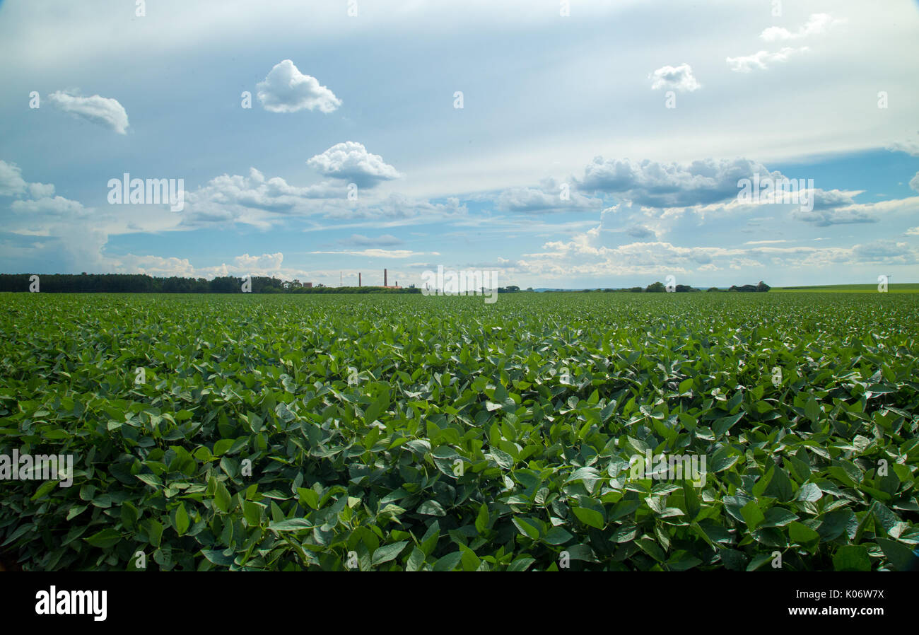 Soy plantation hi-res stock photography and images - Alamy