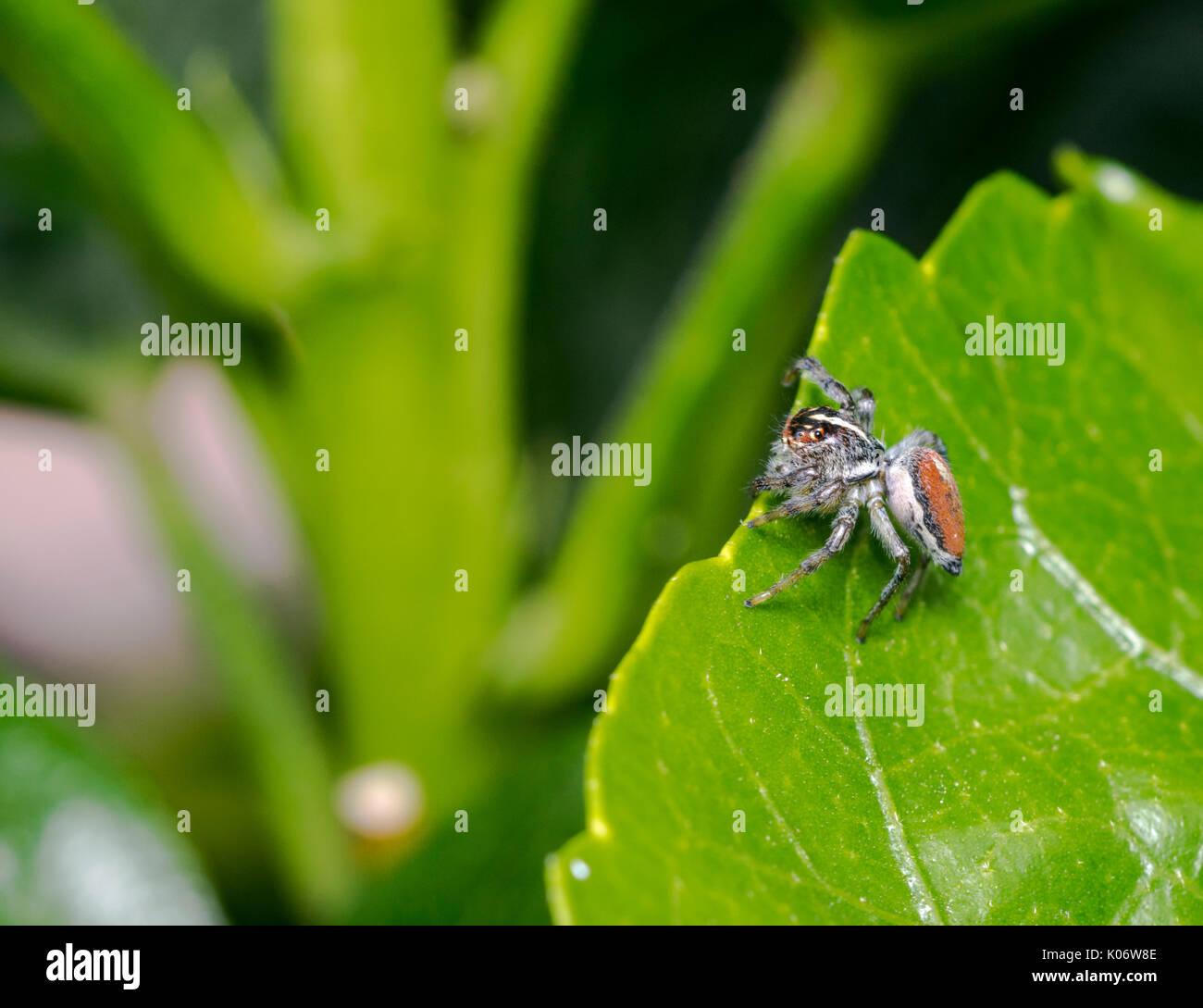 Small jumping spider on a green tree leaf Stock Photo - Alamy