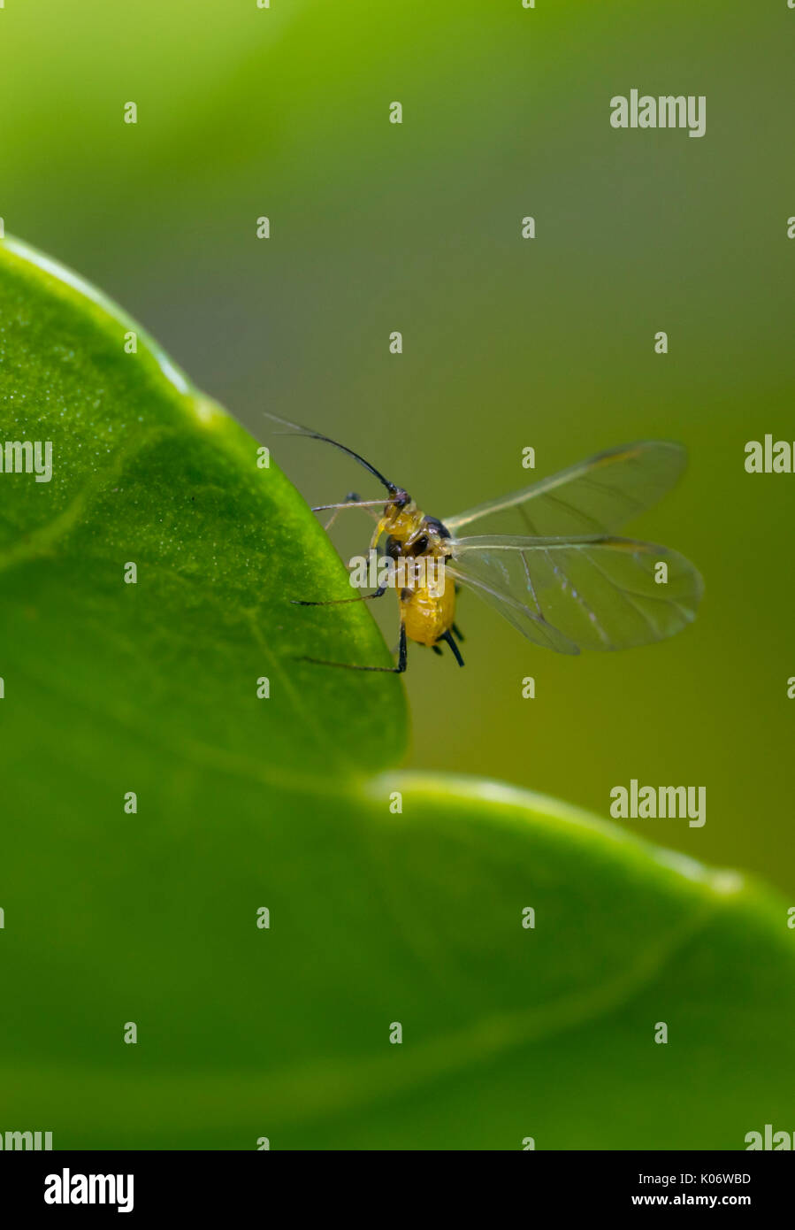 Big butterfly yellow wings hi-res stock photography and images - Alamy