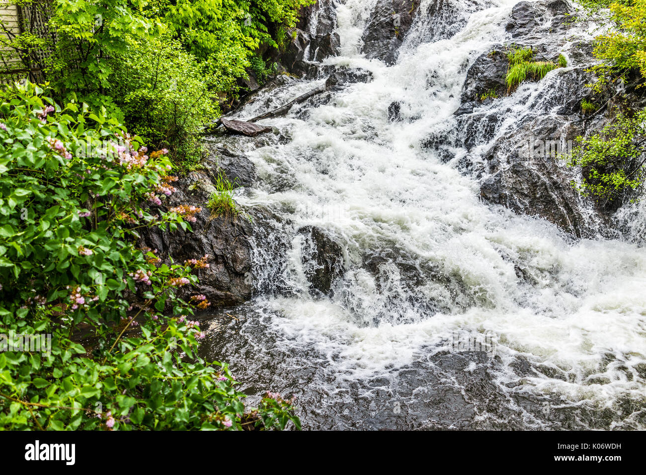 Lilac bush with purple flowers by waterfall in Camden, Maine Stock