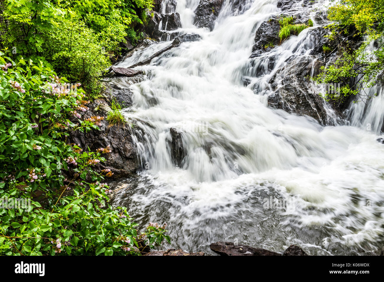 Lilac bush with purple flowers by waterfall in Camden, Maine Stock