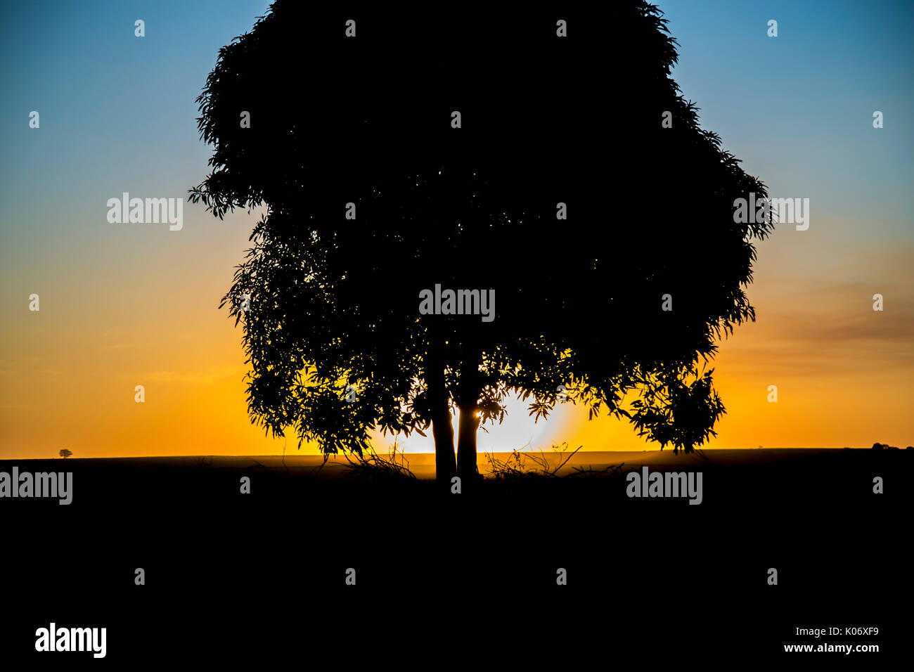 tree sunset black Stock Photo - Alamy