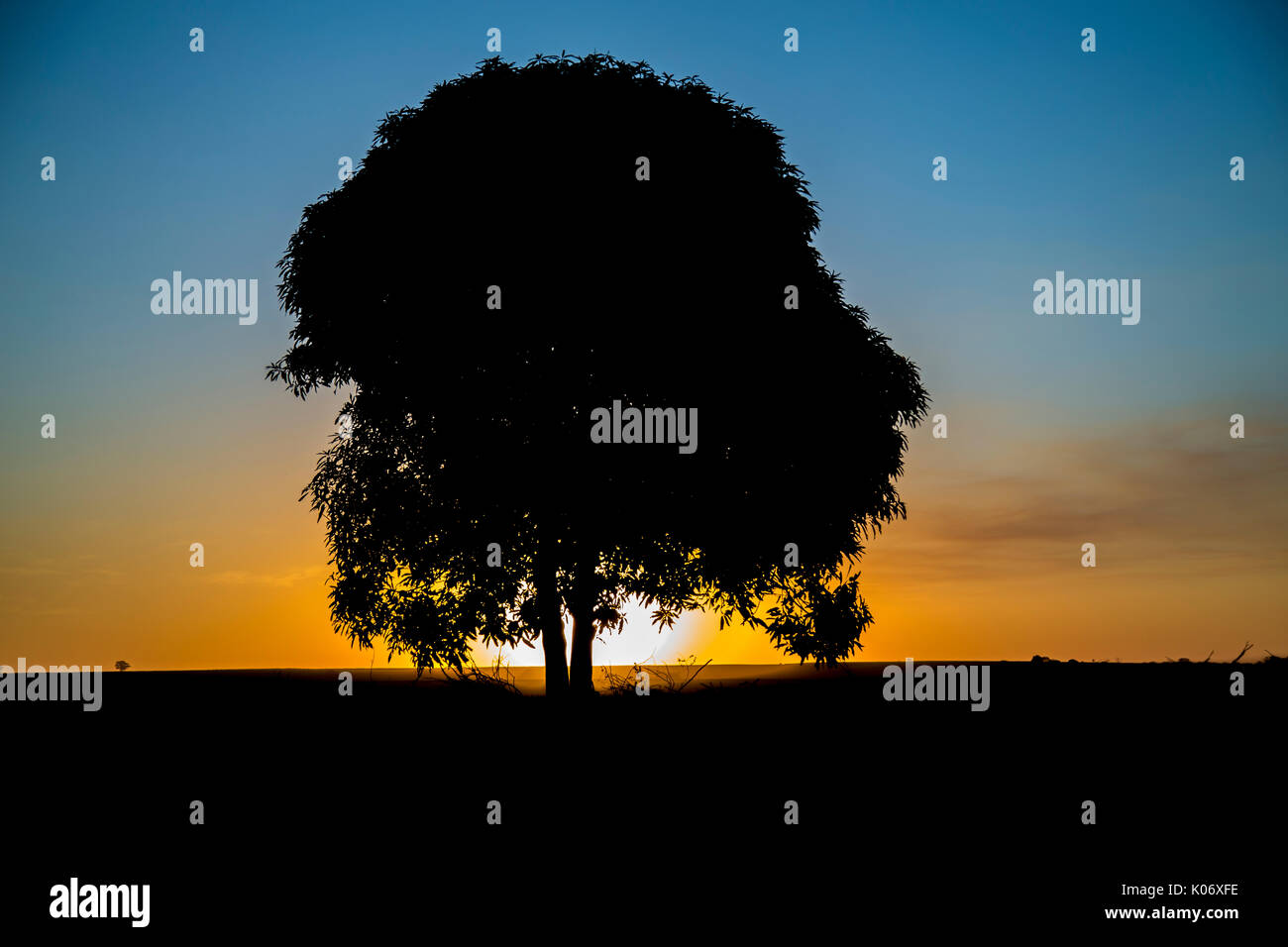 tree sunset black Stock Photo - Alamy
