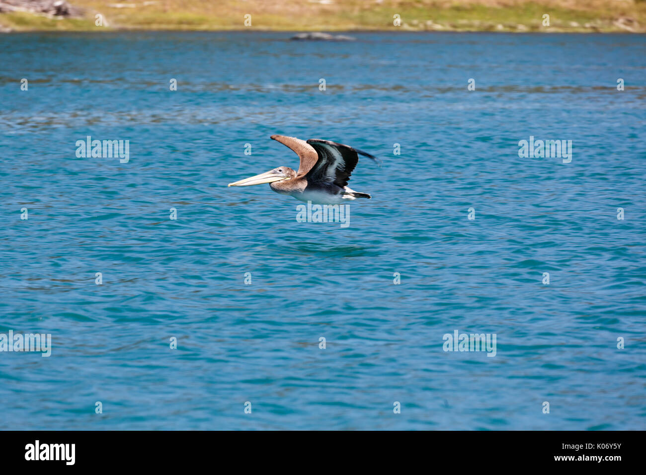 Closeup of Pelican flying low over turquoise blue ocean Stock Photo