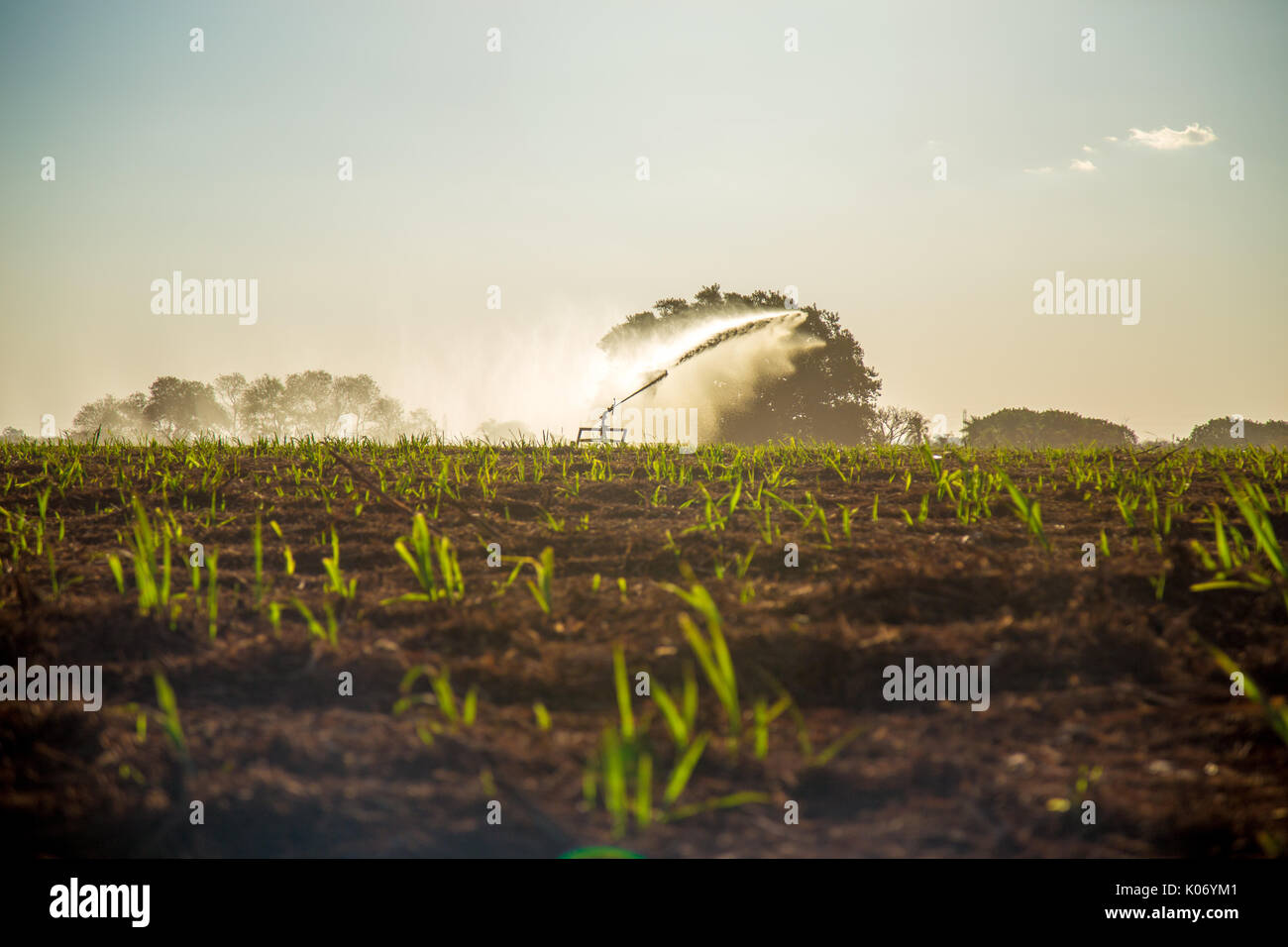Sugar cane irrigation Stock Photo Alamy
