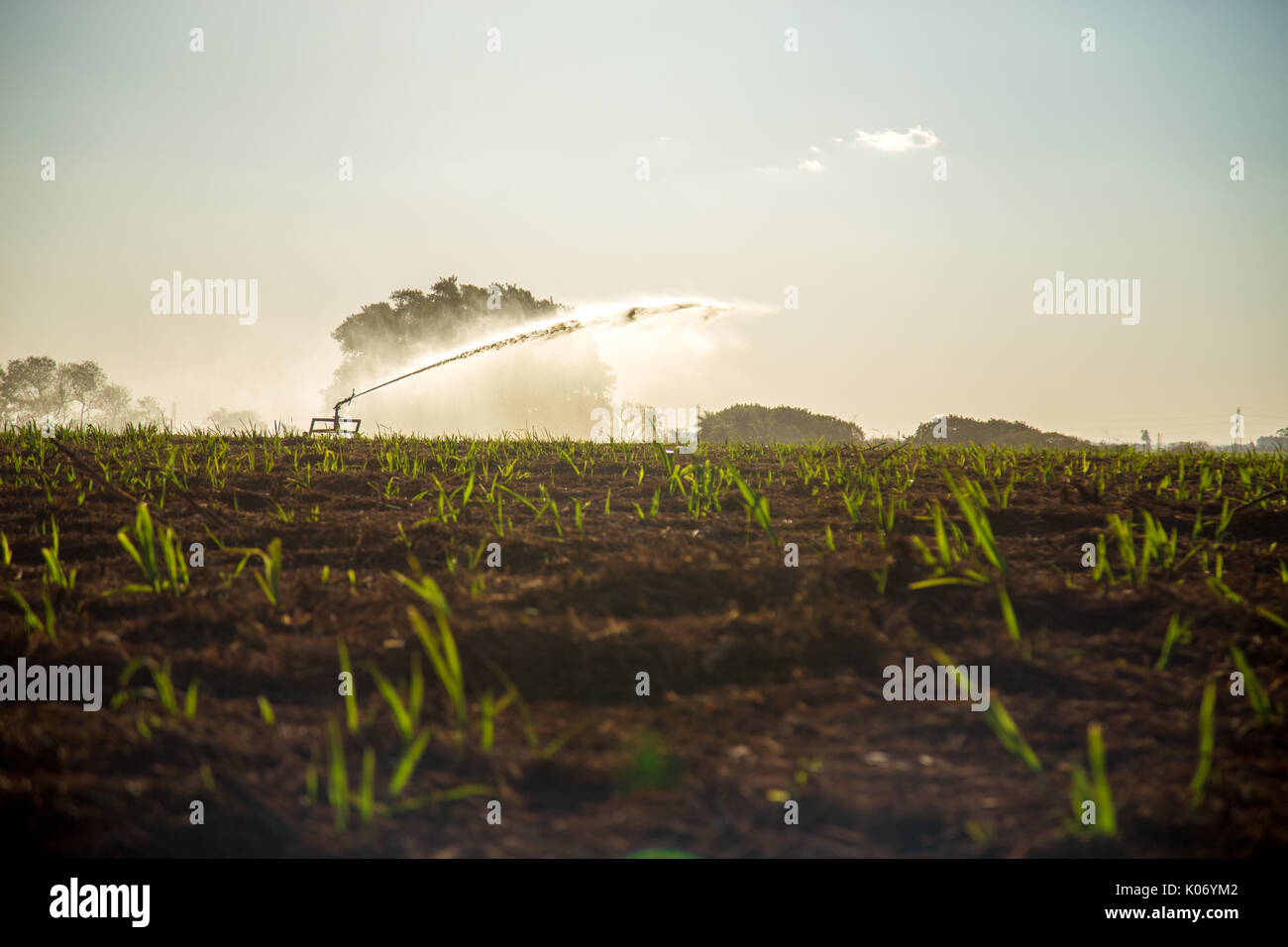 Sugar cane irrigation Stock Photo Alamy