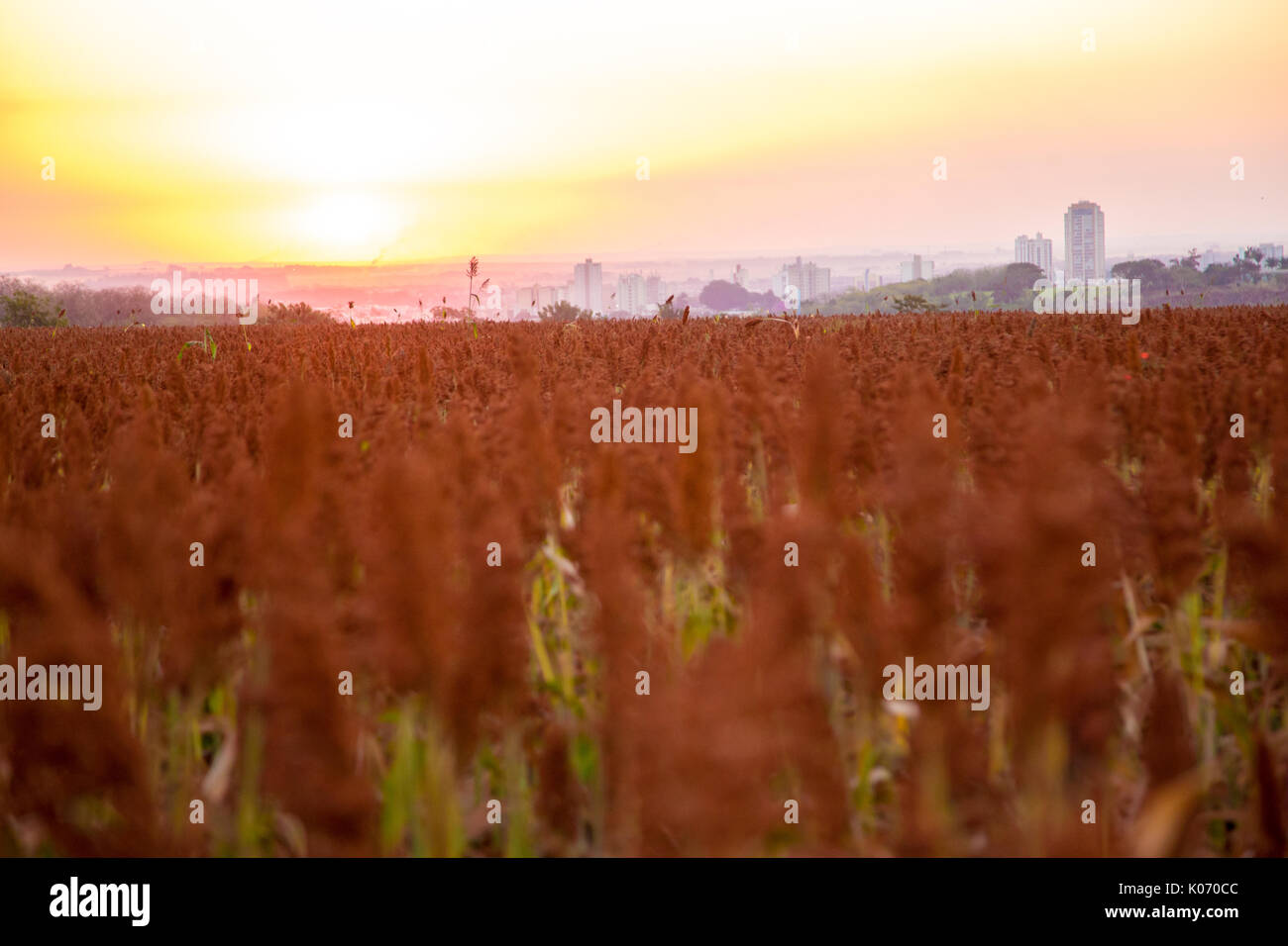 Field sorghum millet sunset hi-res stock photography and images - Alamy
