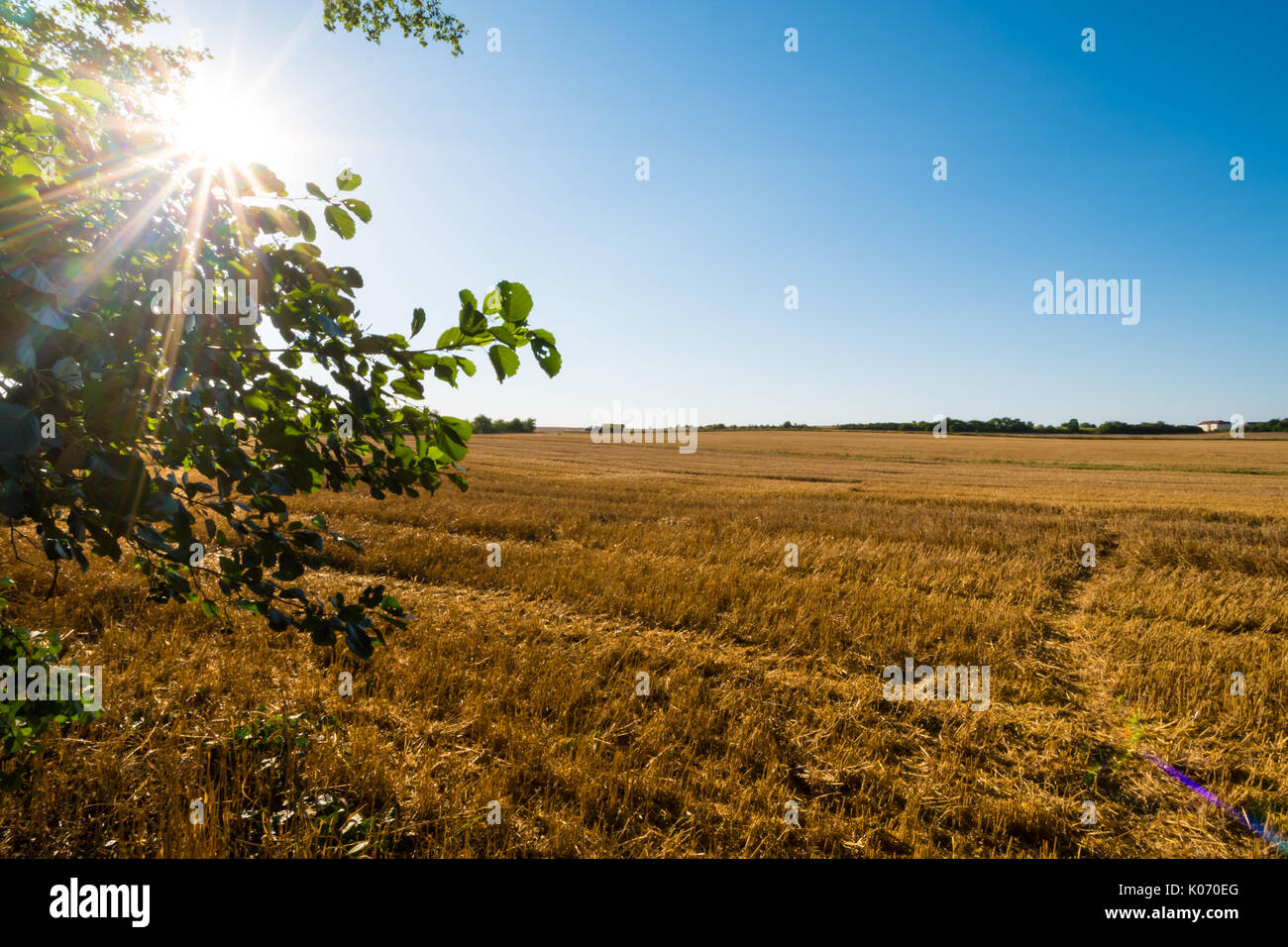 Brown autumn field with the tree on left side with sunbeams in branches. Direct sunlight, clean blue sky without clouds, faraway horizon. Stock Photo