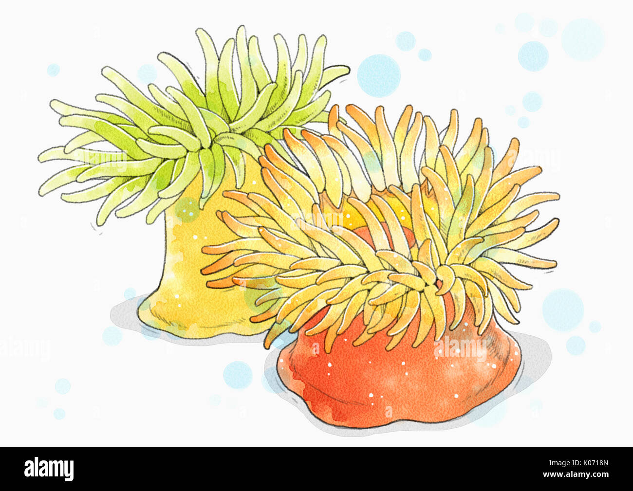Two sea anemones Stock Photo