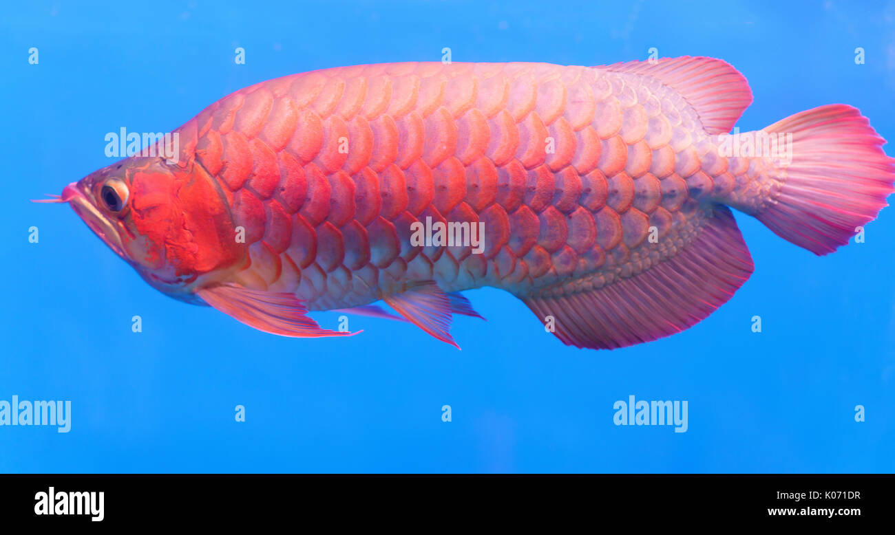 Arowana in aquarium, ornamental fish is considered a symbol of luck, success of Asians in keeping them indoors Stock Photo