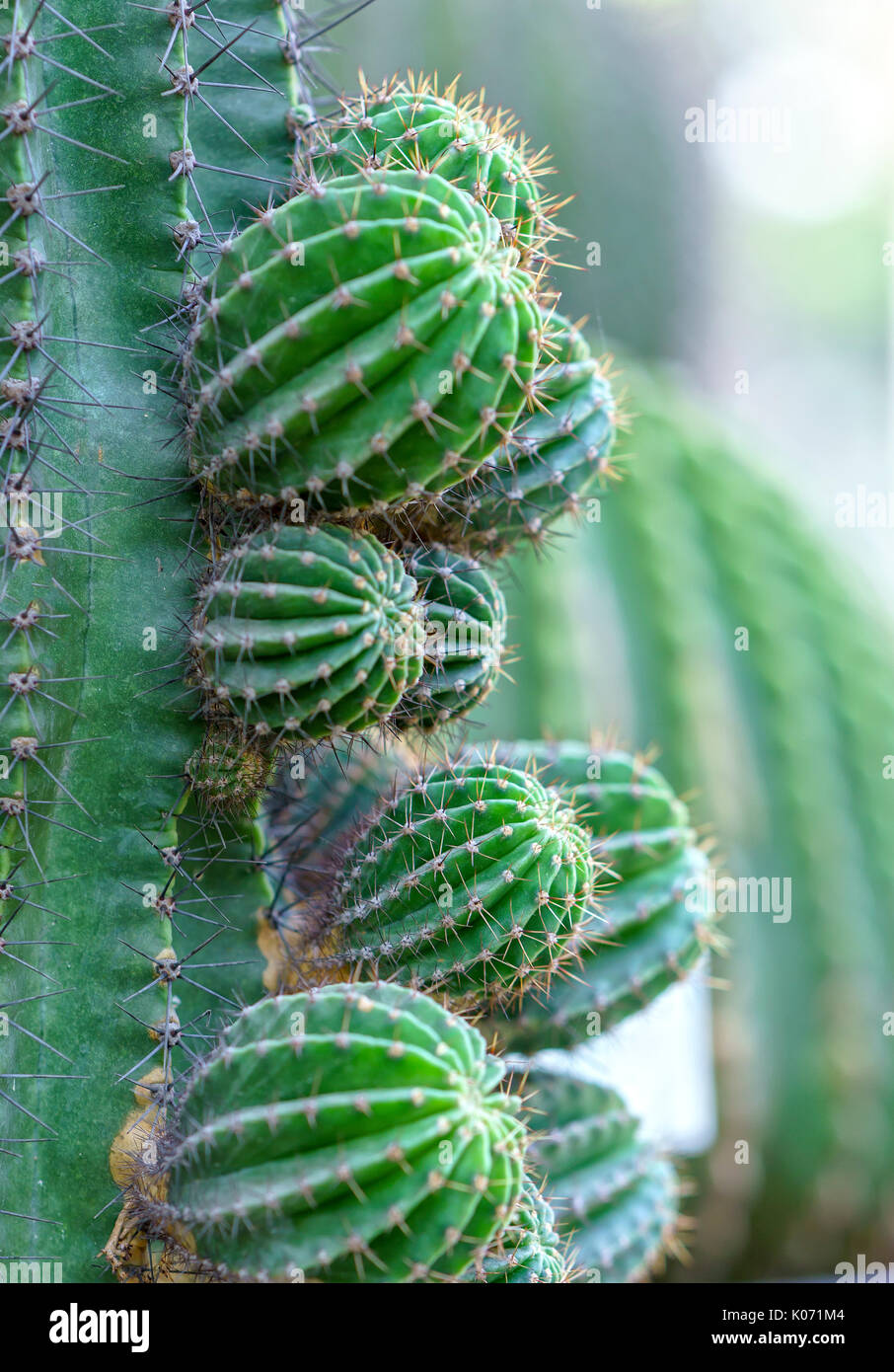 Cactus growing in the natural world, it is drought resistant plants well under extreme energy represents human suffering before the rigors of nature Stock Photo