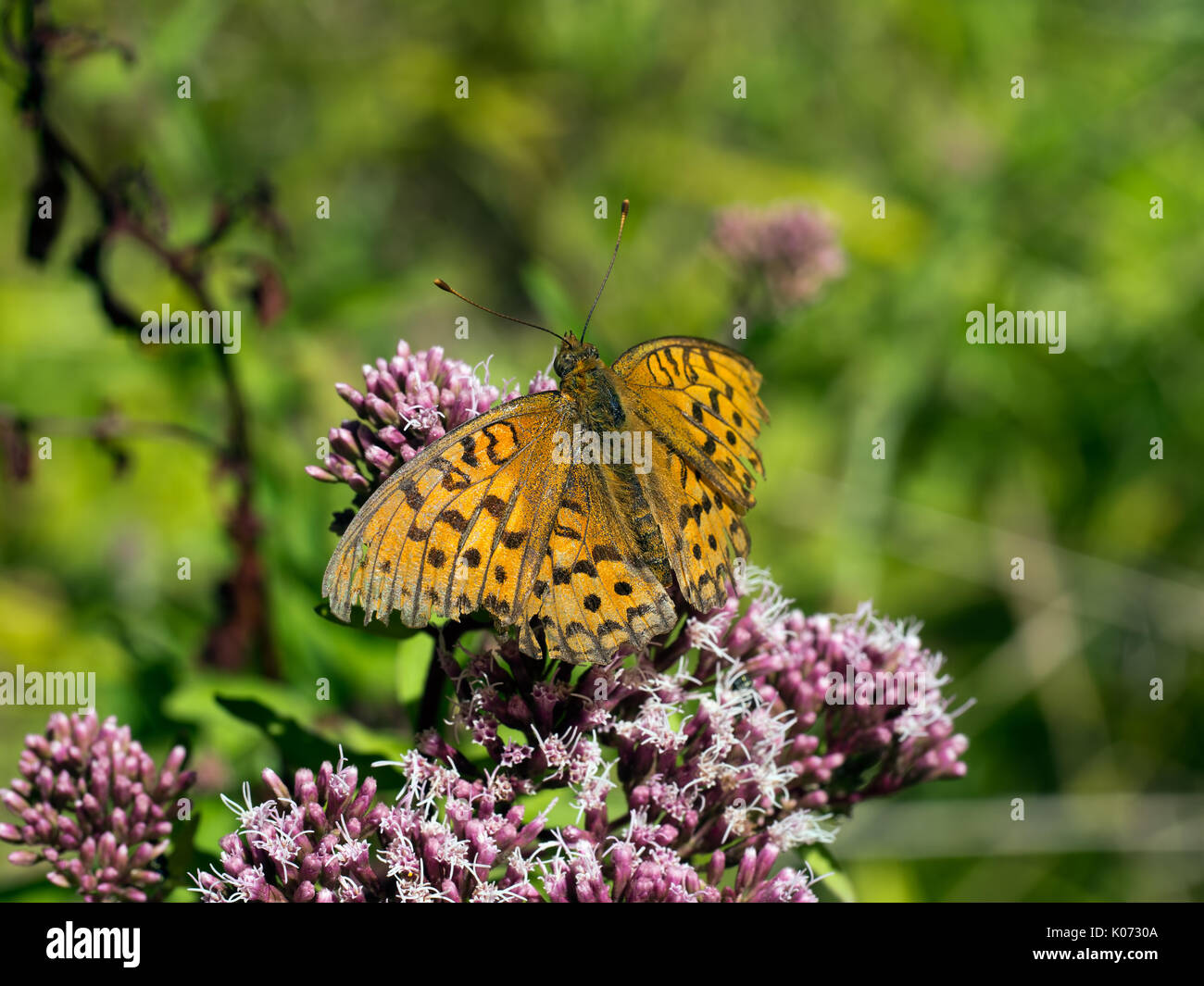 Orange brown butterfly. High brown fritillary. Stock Photo