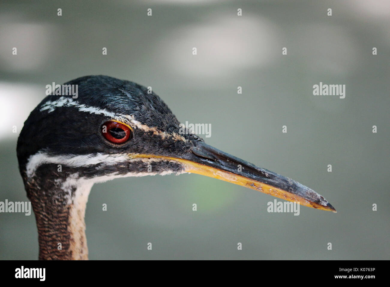 A Head Shot of the Sunbittern Bird Stock Photo - Alamy