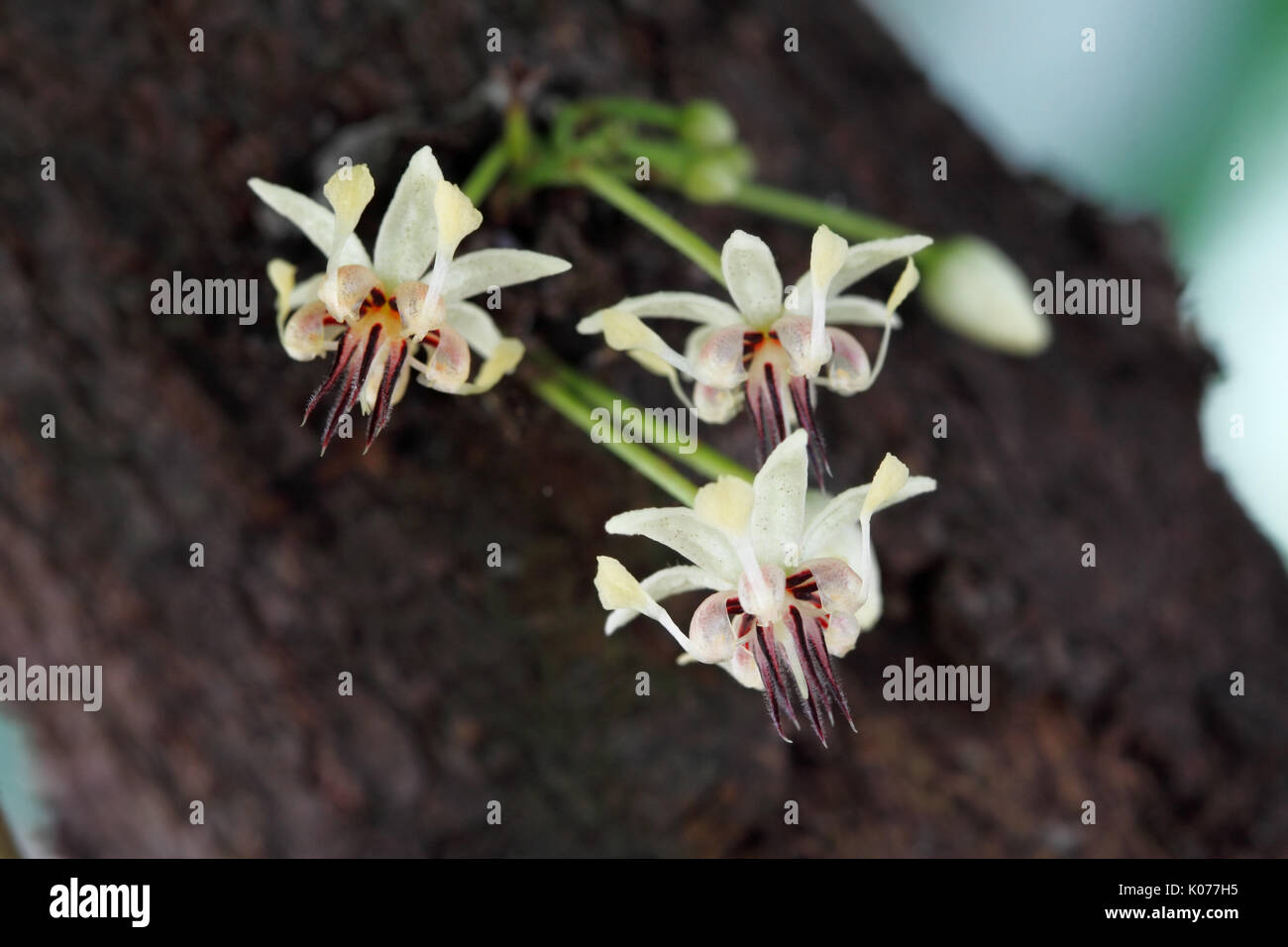 Cacao flowers (Theobroma cacao) The native plant of South America that