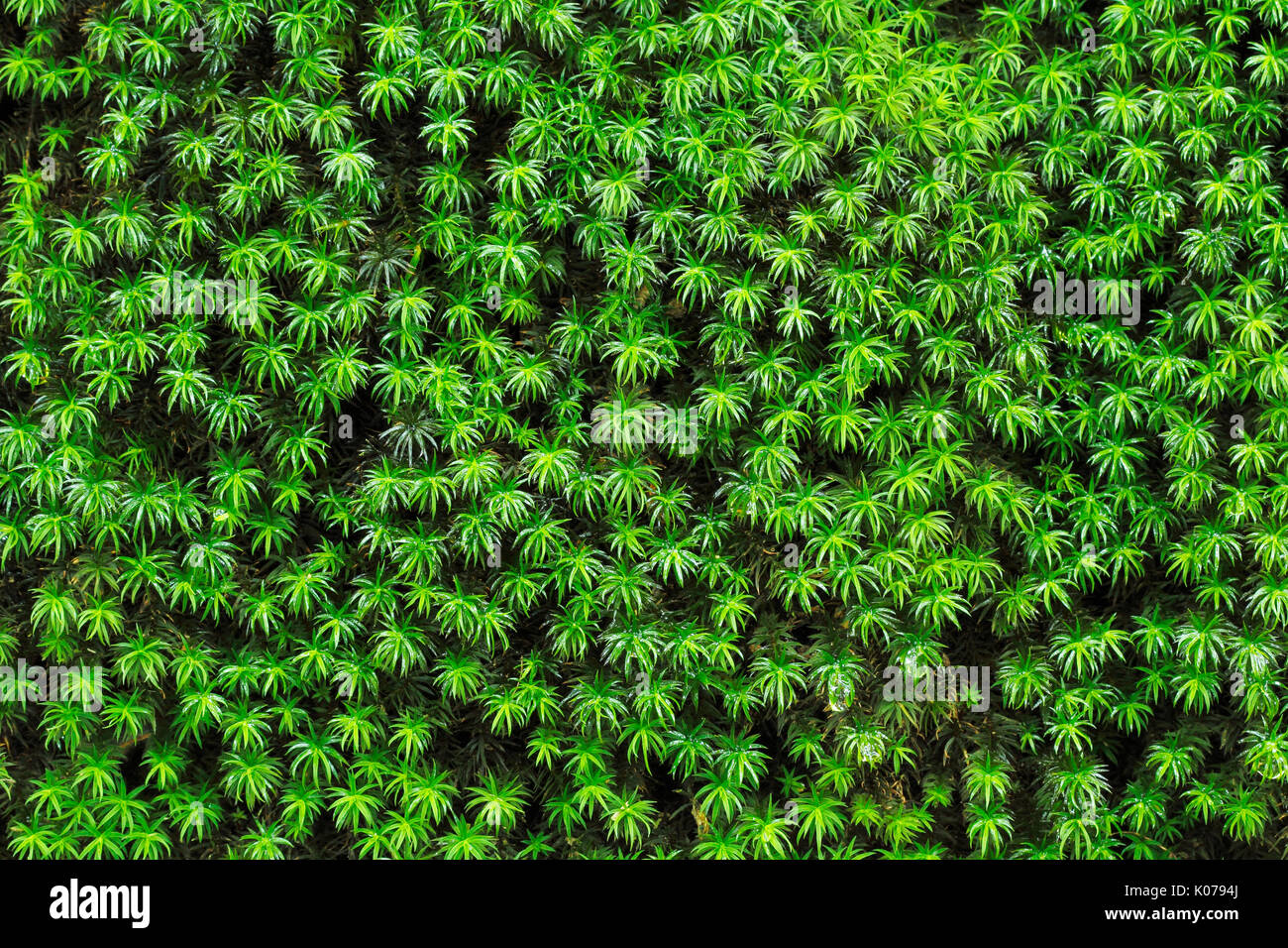 Mosses background from tropical rain forest Stock Photo