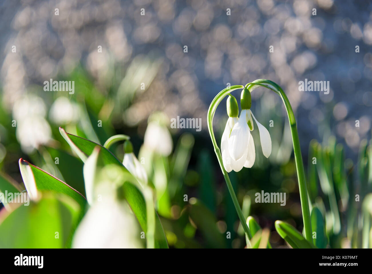 Two snowdrops spring flowers Stock Photo