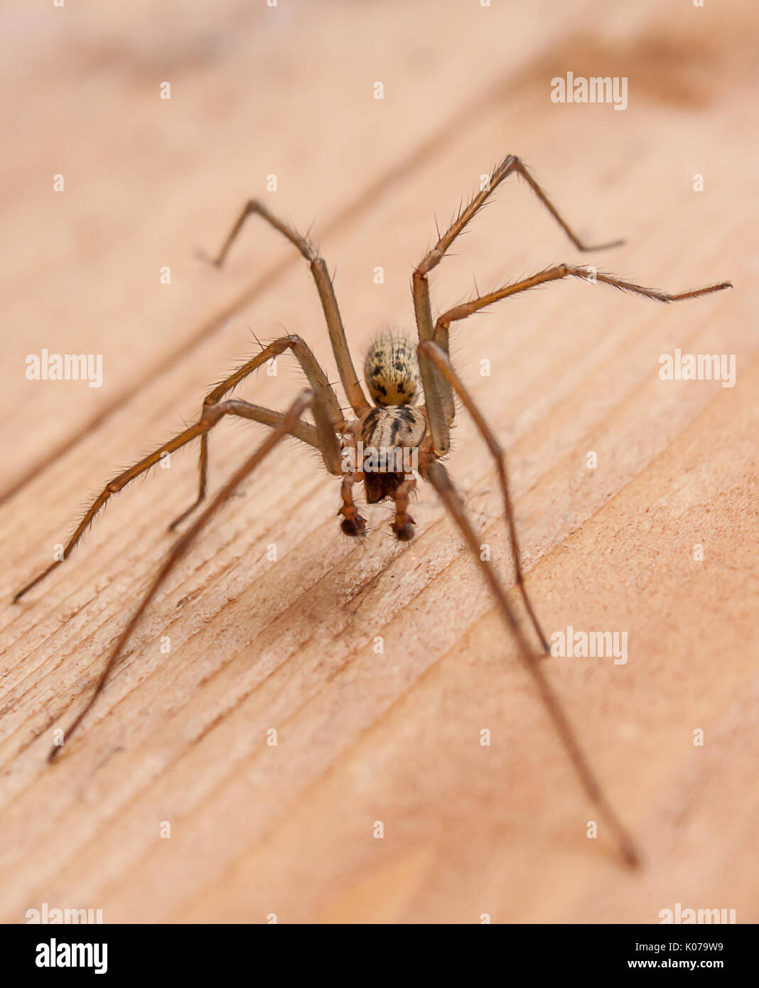 Male Giant House Spider Stock Photo