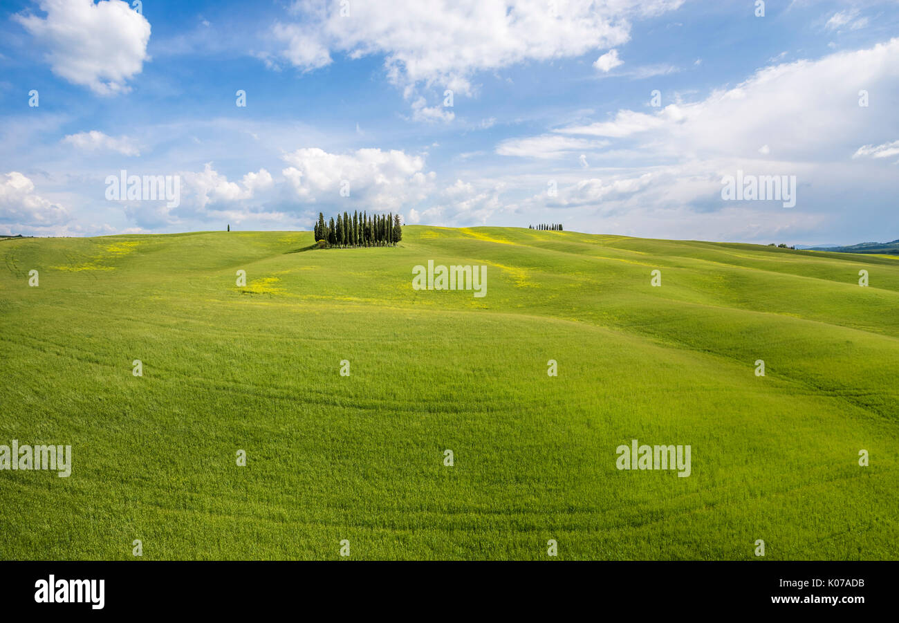 San Quirico d'Orcia cypresses, Val d'Orcia, Tuscany, Italy Stock Photo