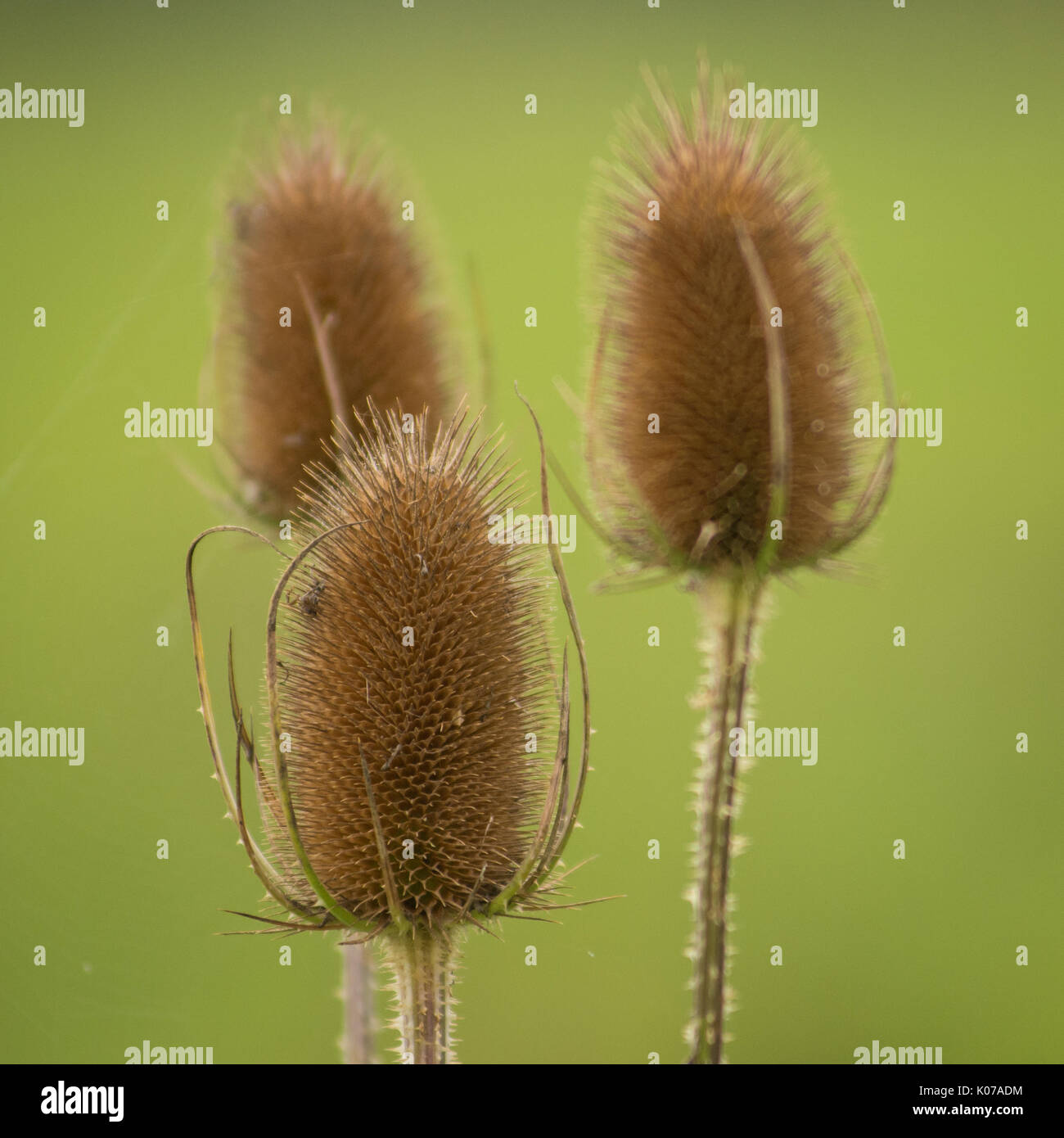 Dipsacus teasel seed heads in late summer. Stock Photo