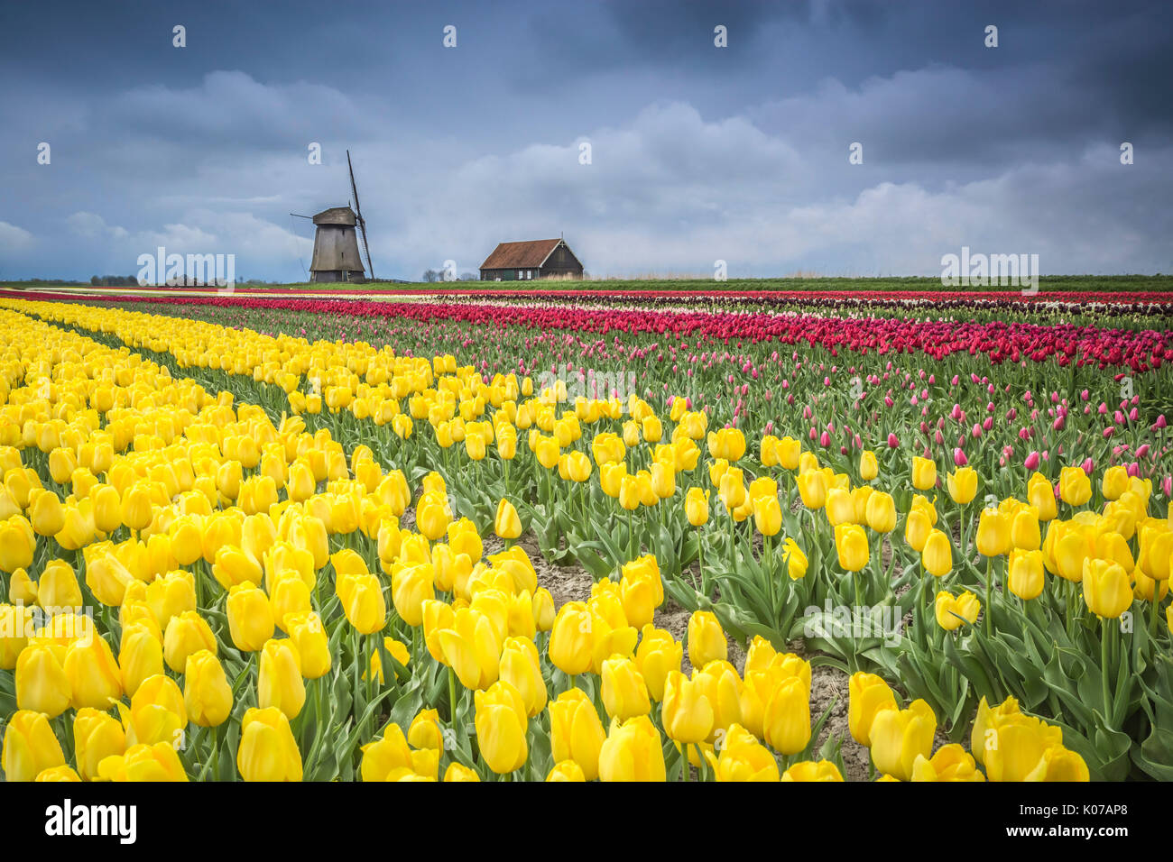 Windmill and tulips fields, Alkmaar polder, Netherlands Stock Photo