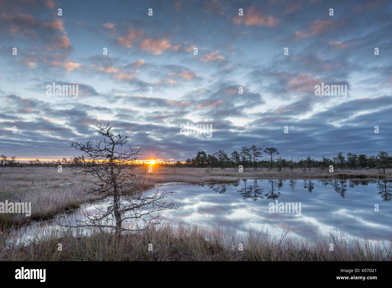 Sunrise in the bog. Icy cold marsh. Frosty ground. Swamp lake and ...