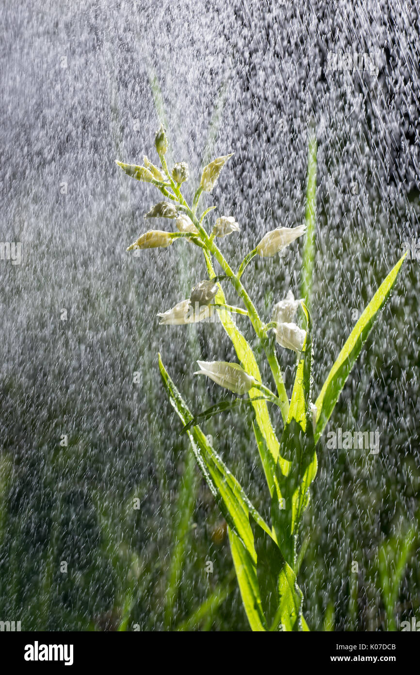 White flower bloom in the pouring rain like snowing. Blooming blossom and water drops like snow