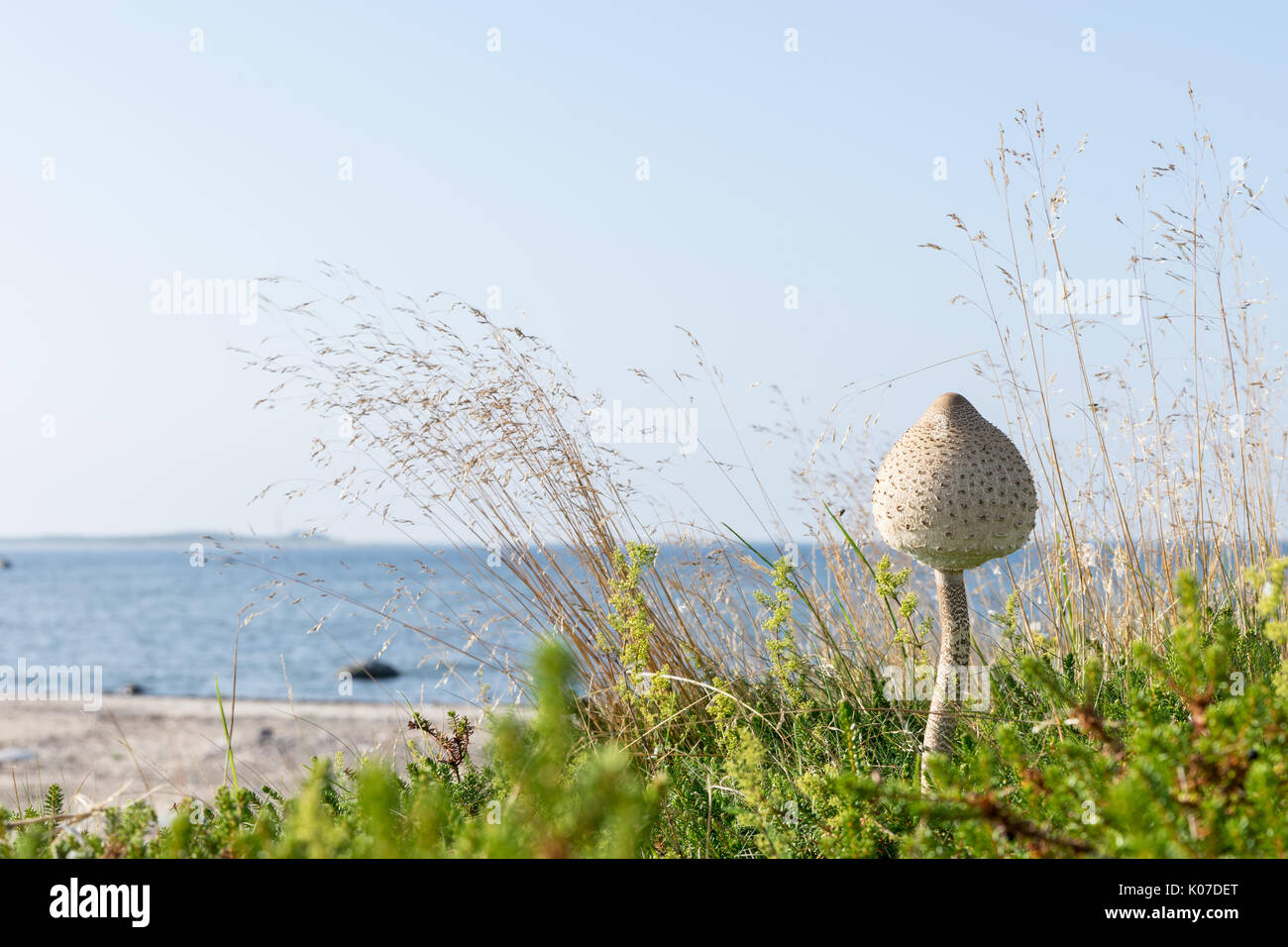 Macrolepiota procera is edible fungus. Parasol mushroom, blue sky and sea,  coast in background. Rocky beach in summer. Seaside natural environment. Sh  Stock Photo - Alamy