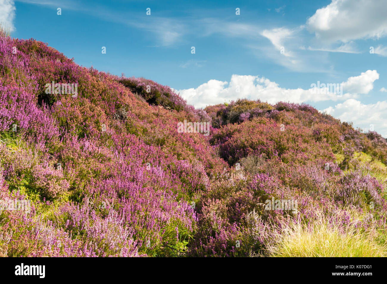 Common Heather, Ling or Heather blooming on the North York Moors, England Stock Photo