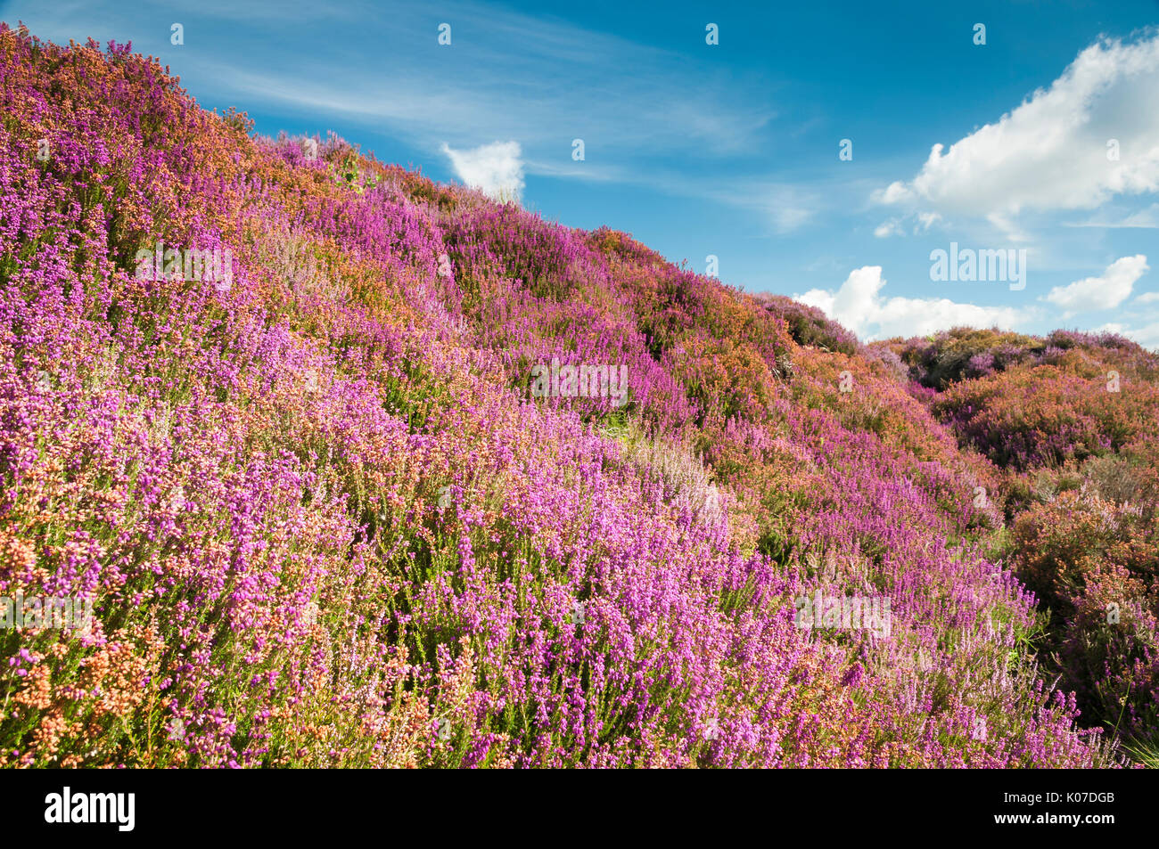 Common Heather, Ling or Heather blooming on the North York Moors, England Stock Photo