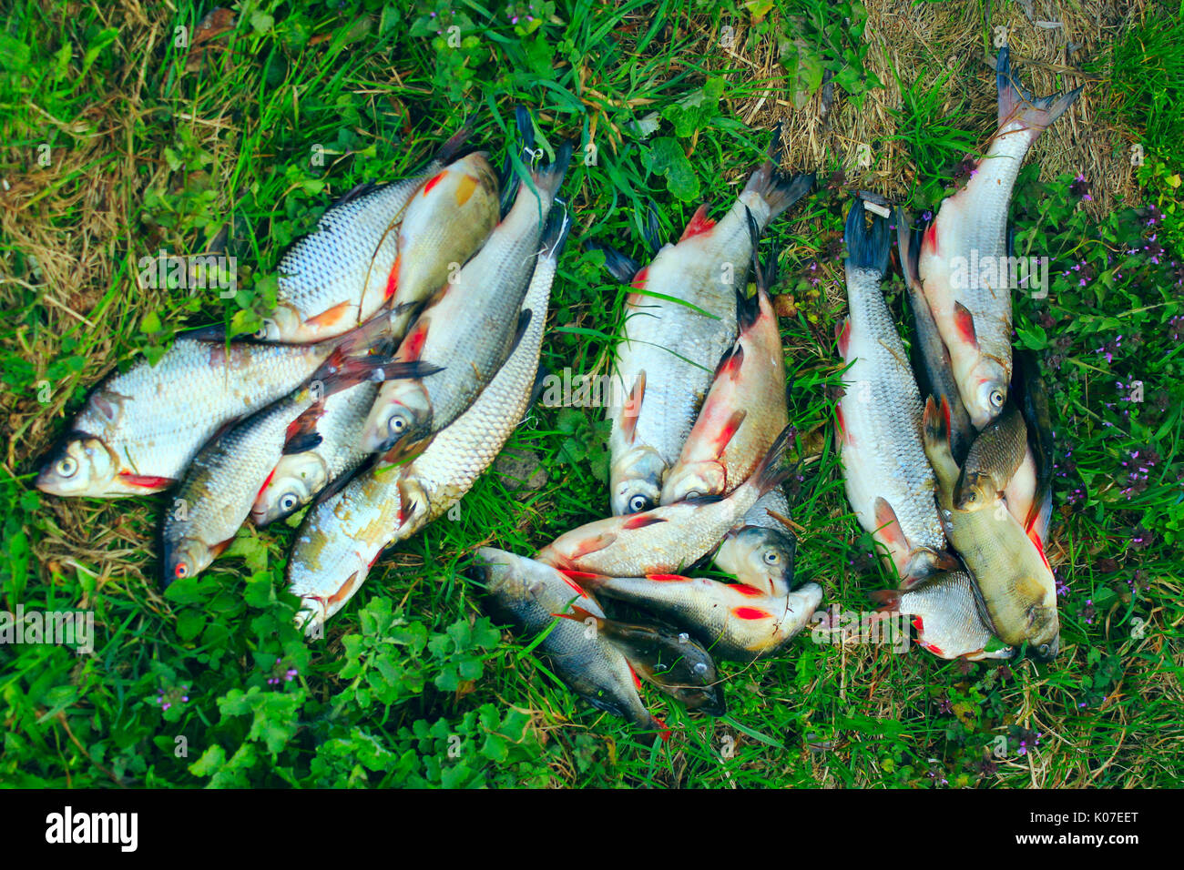 Rich catch of fishes. Caught fishes perches common nases breames and crucian on the grass. Stock Photo