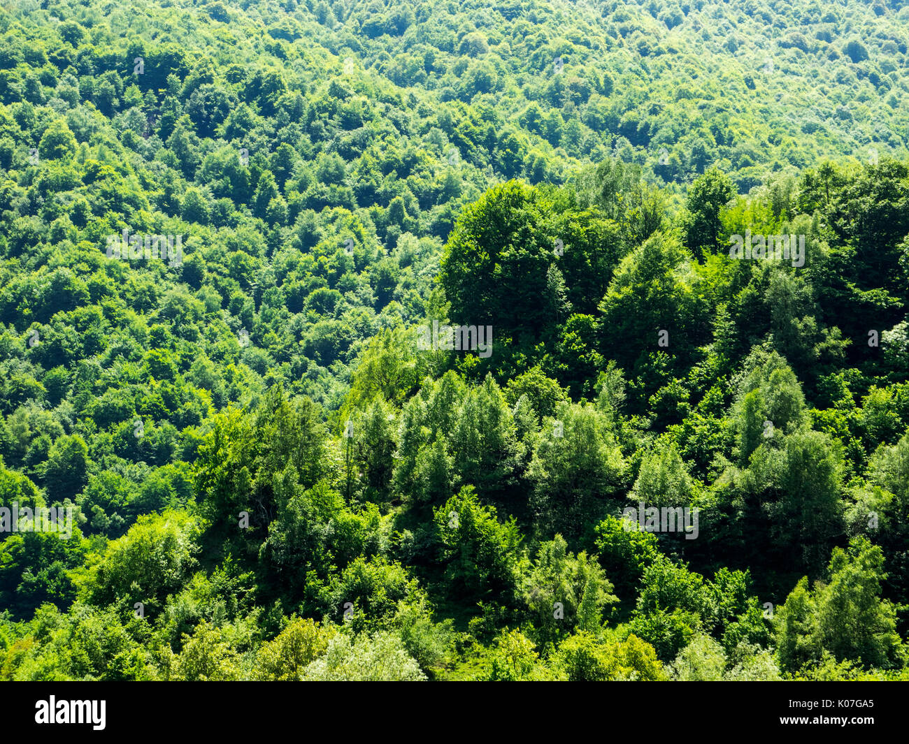 Green Tree Forest Background Beautiful Bird Eye View On Fresh