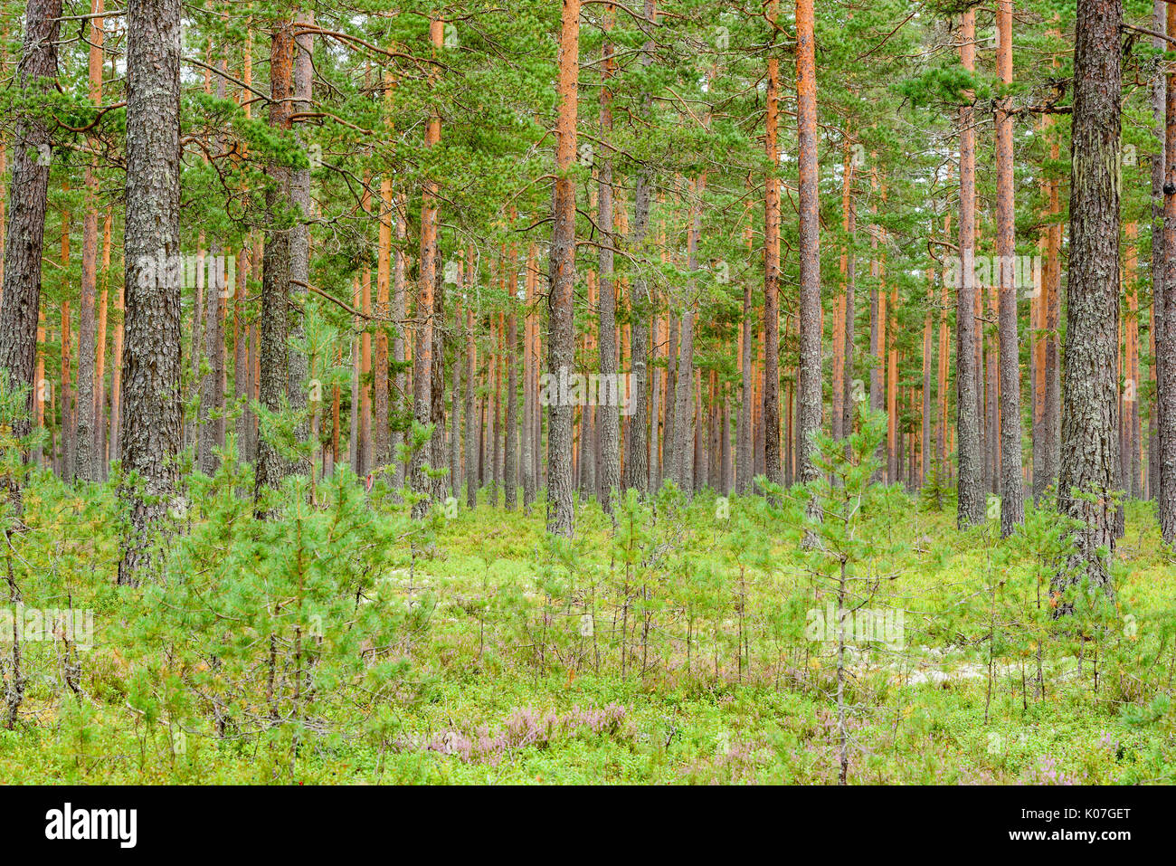 Pine tree trunks in forest. Stock Photo