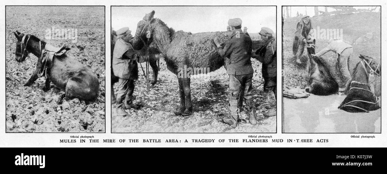Mules in the mire of the battle area: a tragedy of the Flanders mud in  three acts. 1917 Stock Photo - Alamy