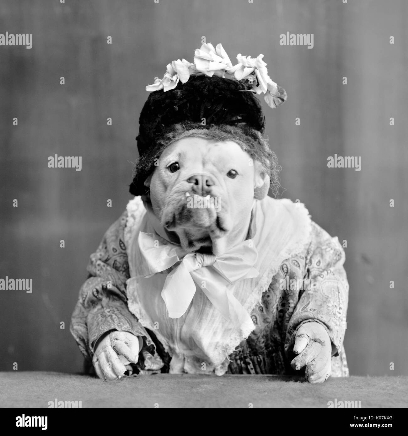 Dog dressed in human clothing Stock Photo