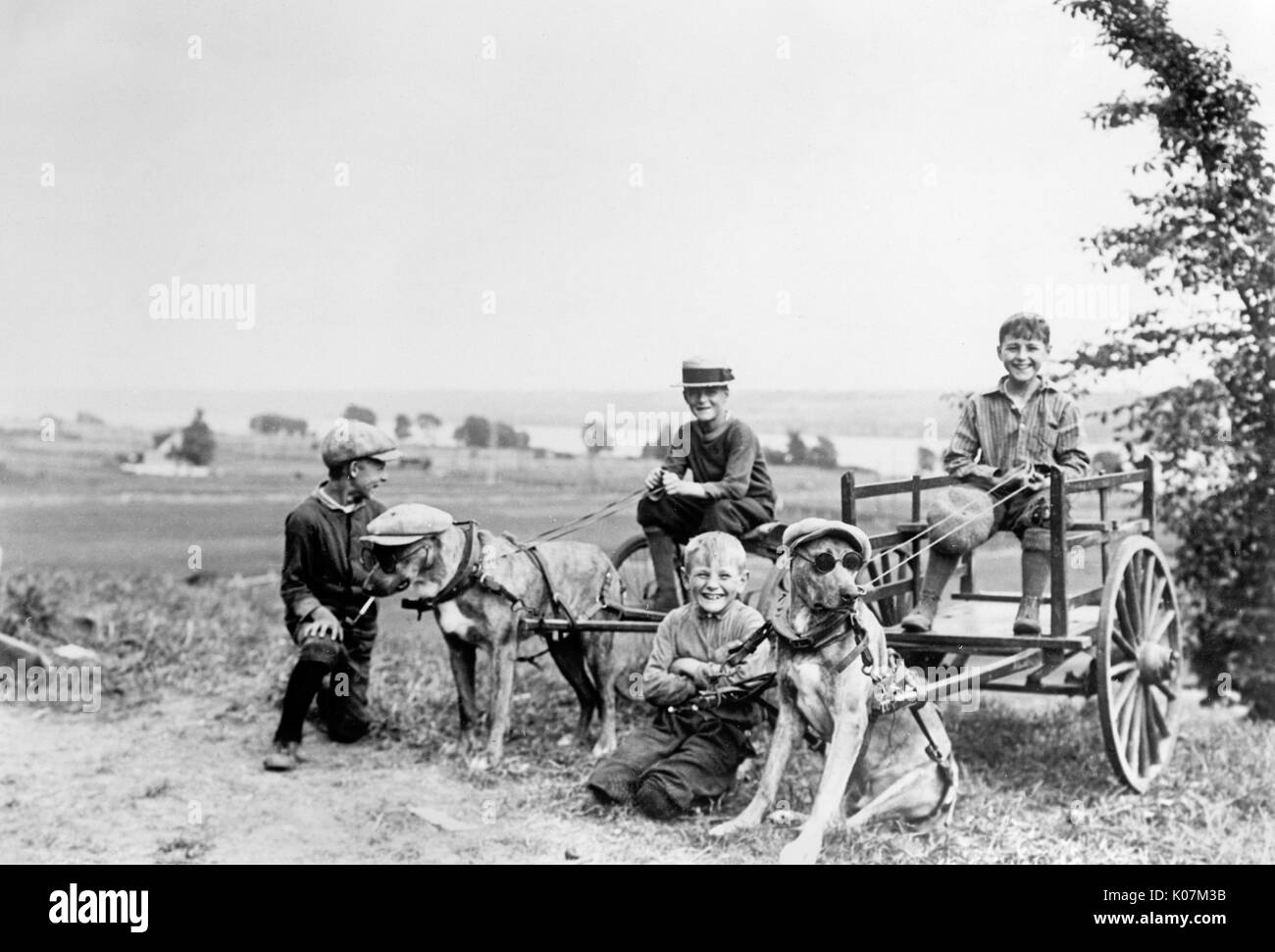 Group of boys playing with dog carts, dressing up the dogs with glasses in a field in America     Date: circa 1910 Stock Photo