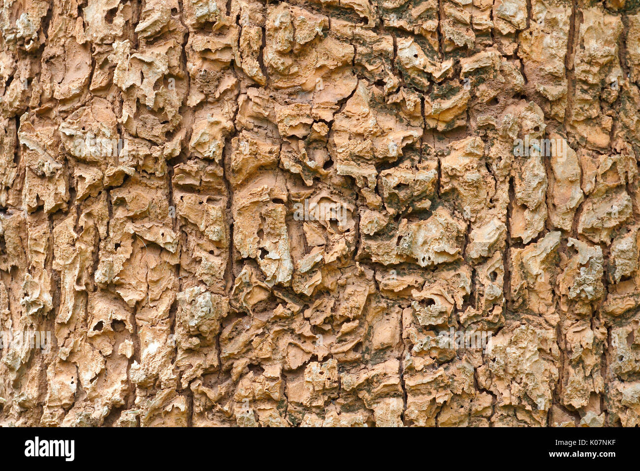 Close up detail on tree bark background Stock Photo